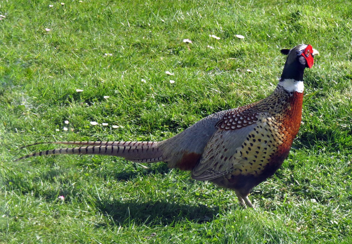 Ring-necked Pheasant - Pat McKay