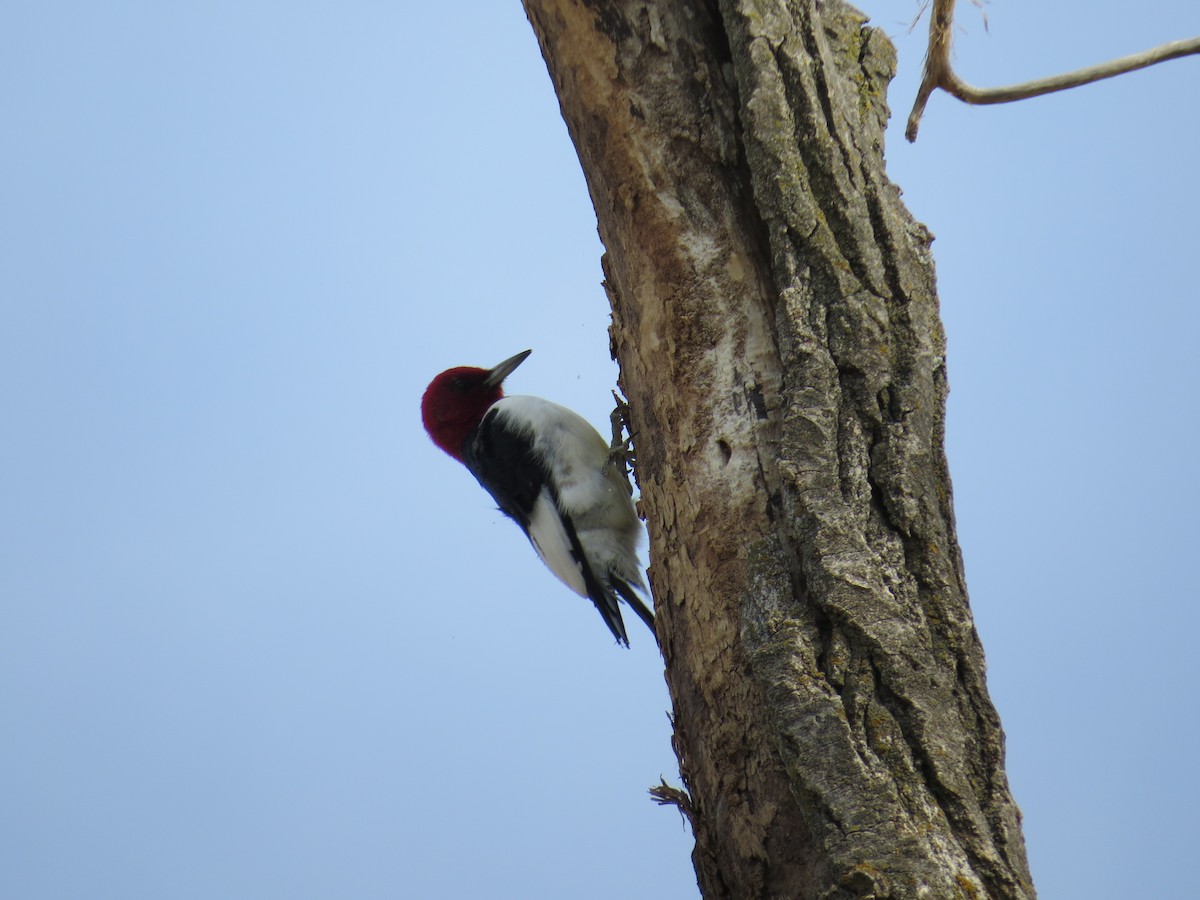 Red-headed Woodpecker - ML50646081