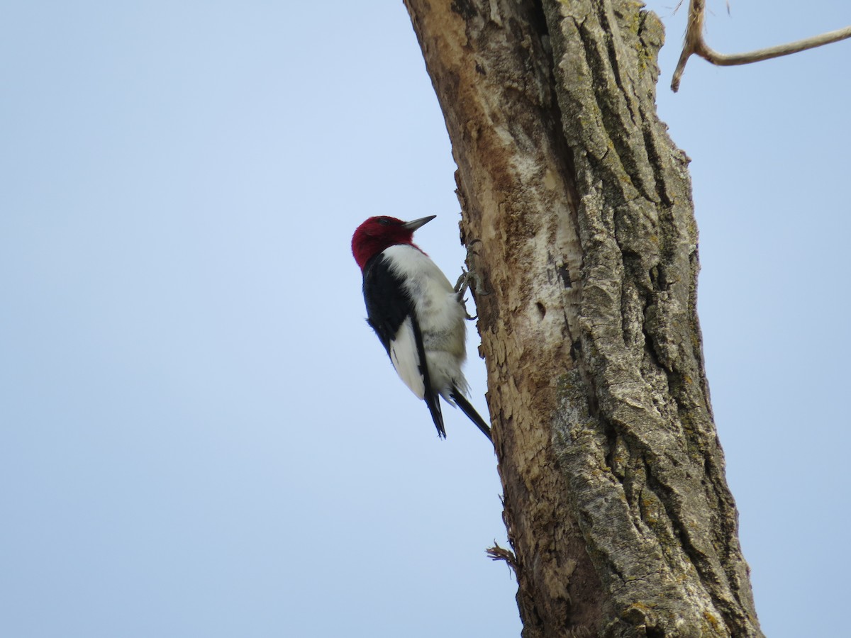 Red-headed Woodpecker - Kenneth Bader