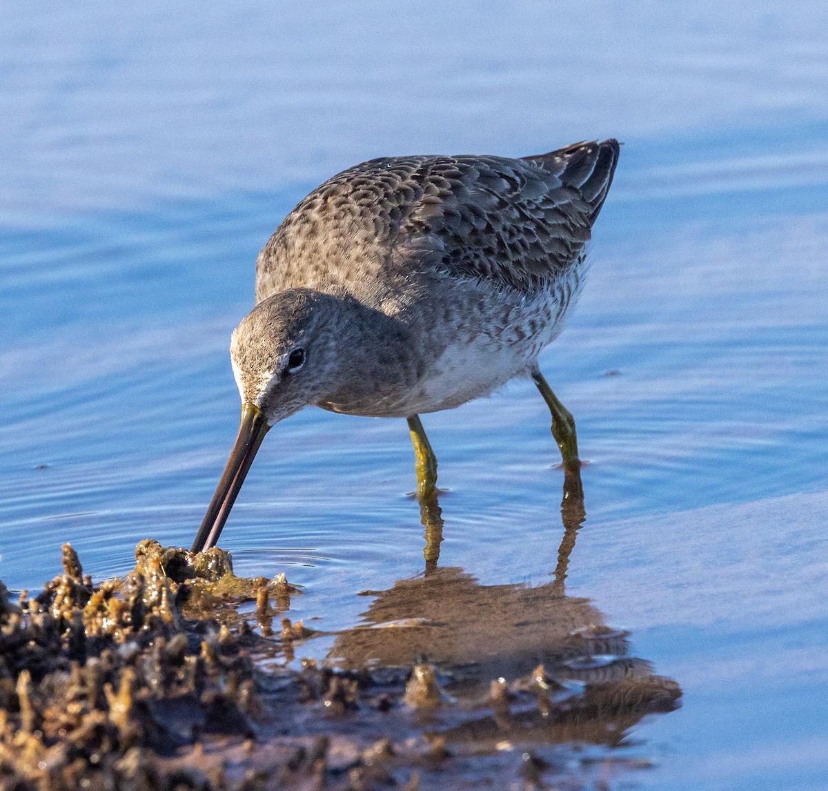 Long-billed Dowitcher - ML506461731