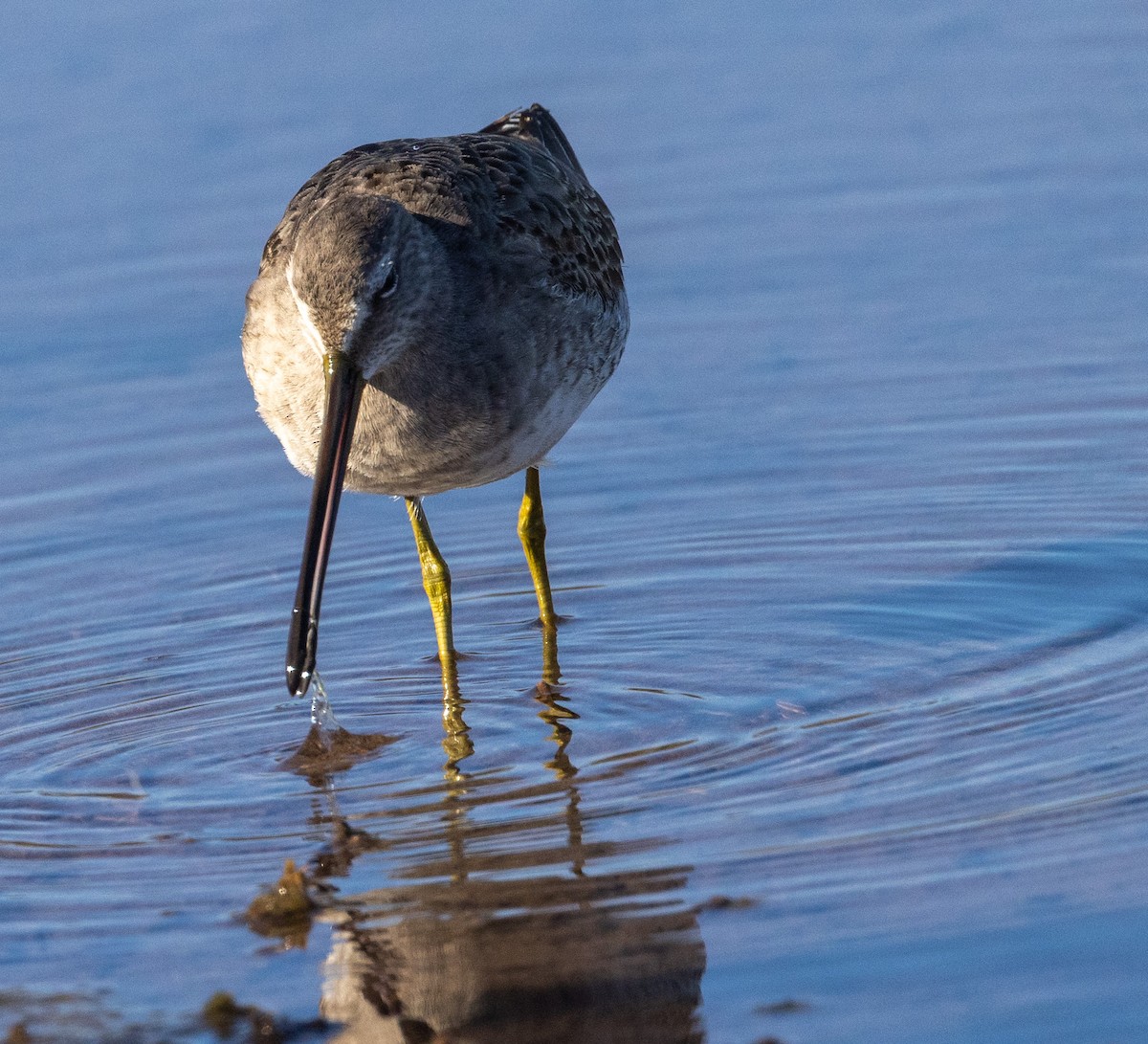 Long-billed Dowitcher - ML506461821