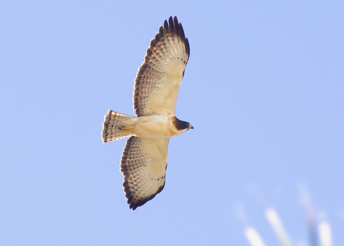 Short-tailed Hawk - Cole Lundquist