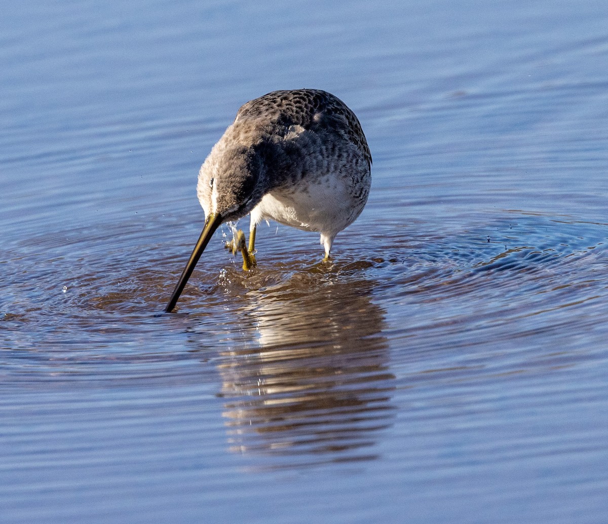 Long-billed Dowitcher - ML506461851