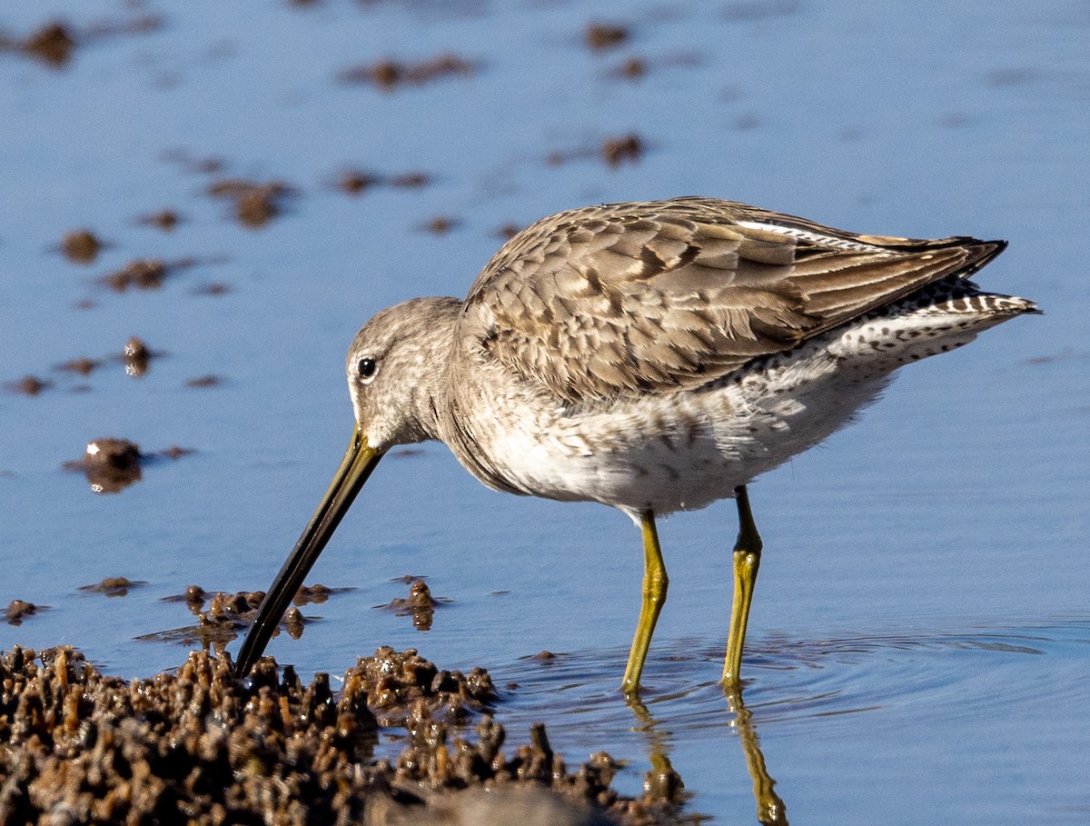 Long-billed Dowitcher - ML506461901