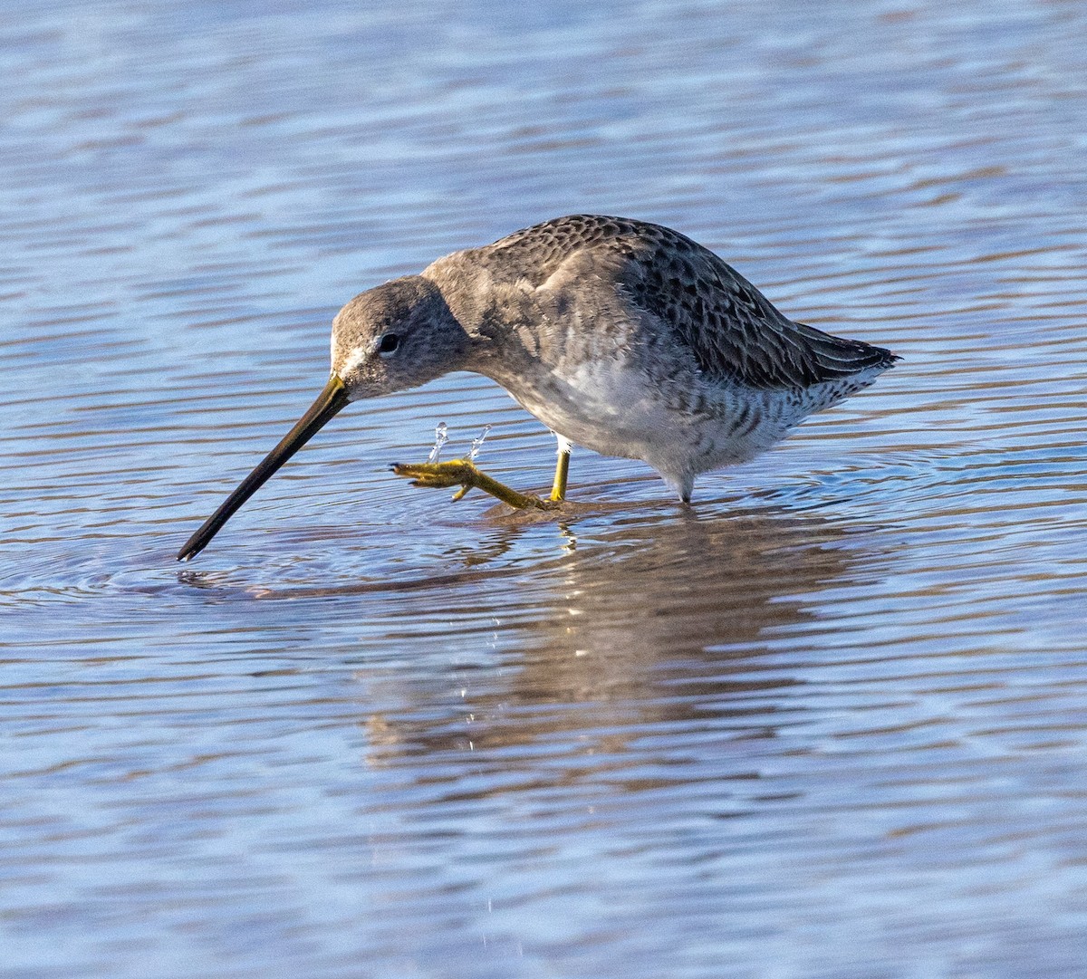 Long-billed Dowitcher - ML506461941
