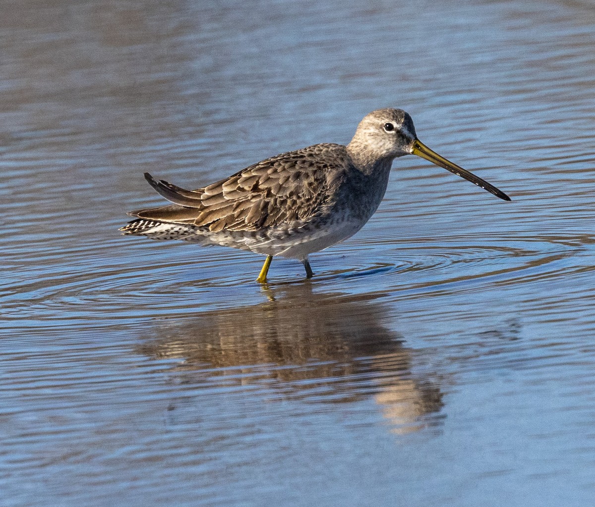 Long-billed Dowitcher - ML506462051