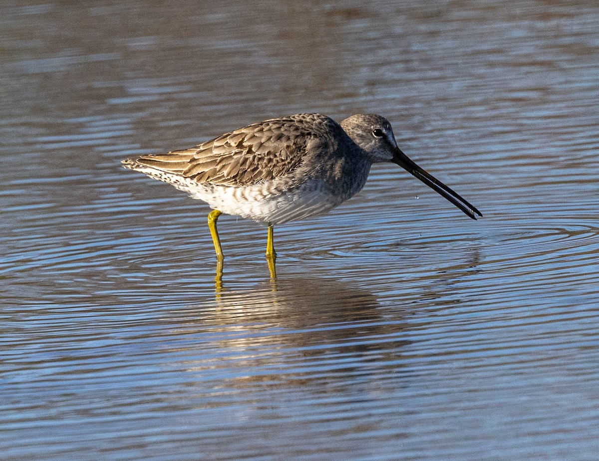Long-billed Dowitcher - ML506462081