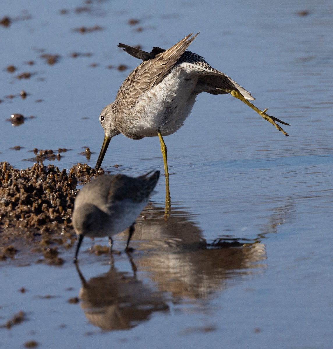 Long-billed Dowitcher - ML506462211