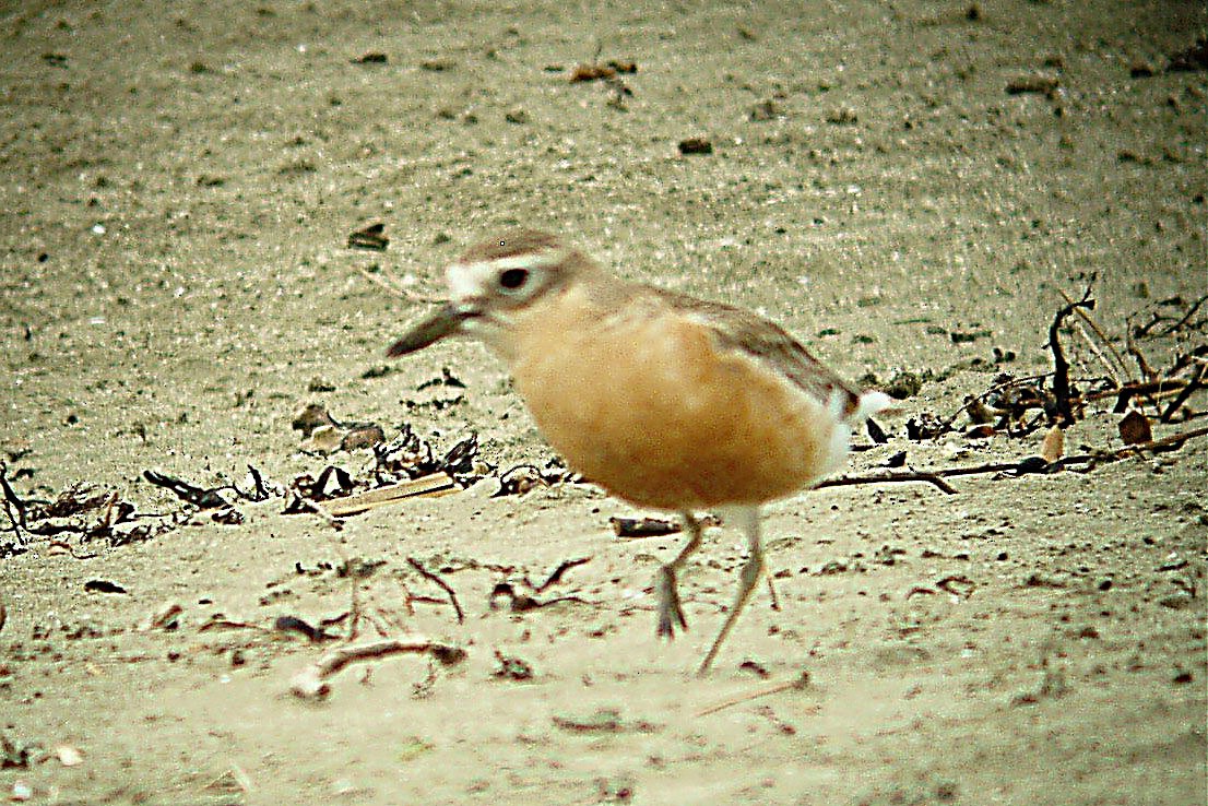 Red-breasted Dotterel - ML506462911