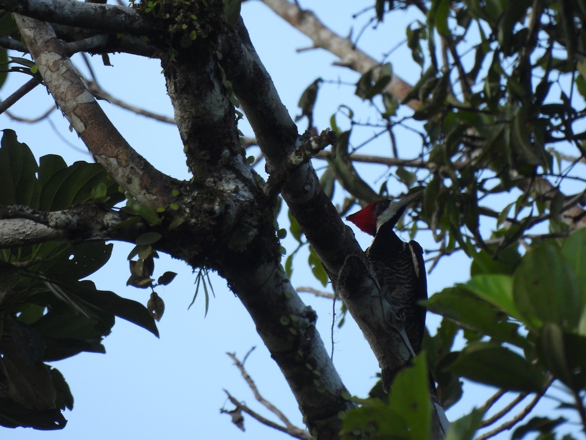 Crimson-crested Woodpecker - ML506464481