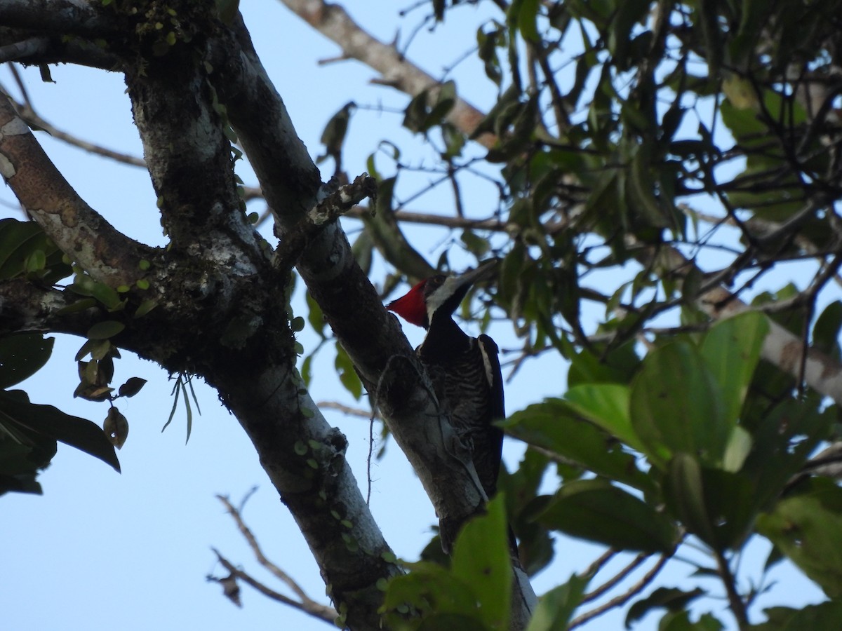 Crimson-crested Woodpecker - ML506464491