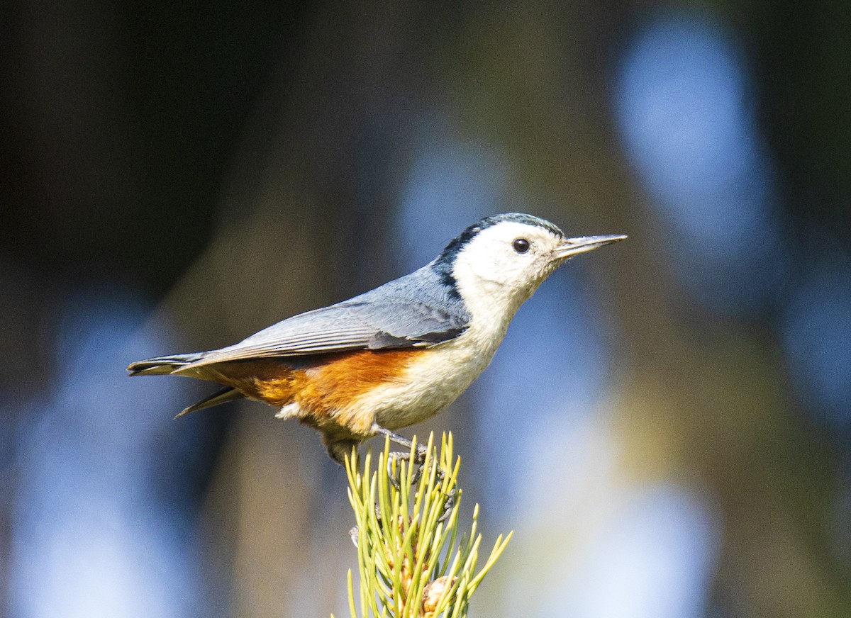 White-cheeked Nuthatch - ML506465141