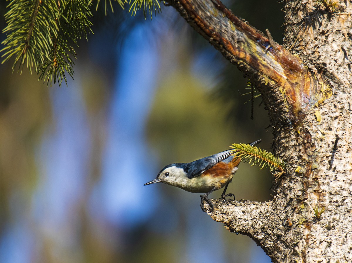 White-cheeked Nuthatch - ML506465161