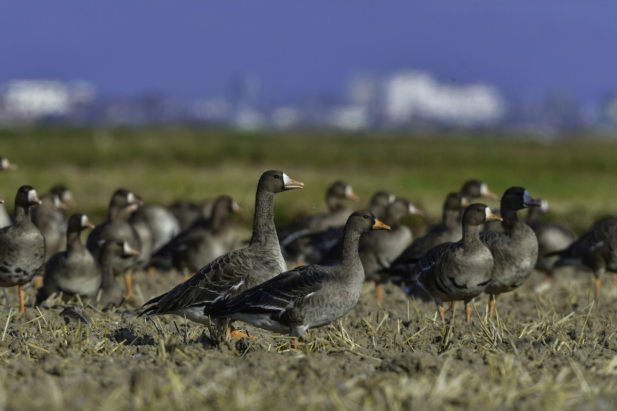 Greater White-fronted Goose - ML506471241