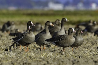 Lesser White-fronted Goose, ML506471571