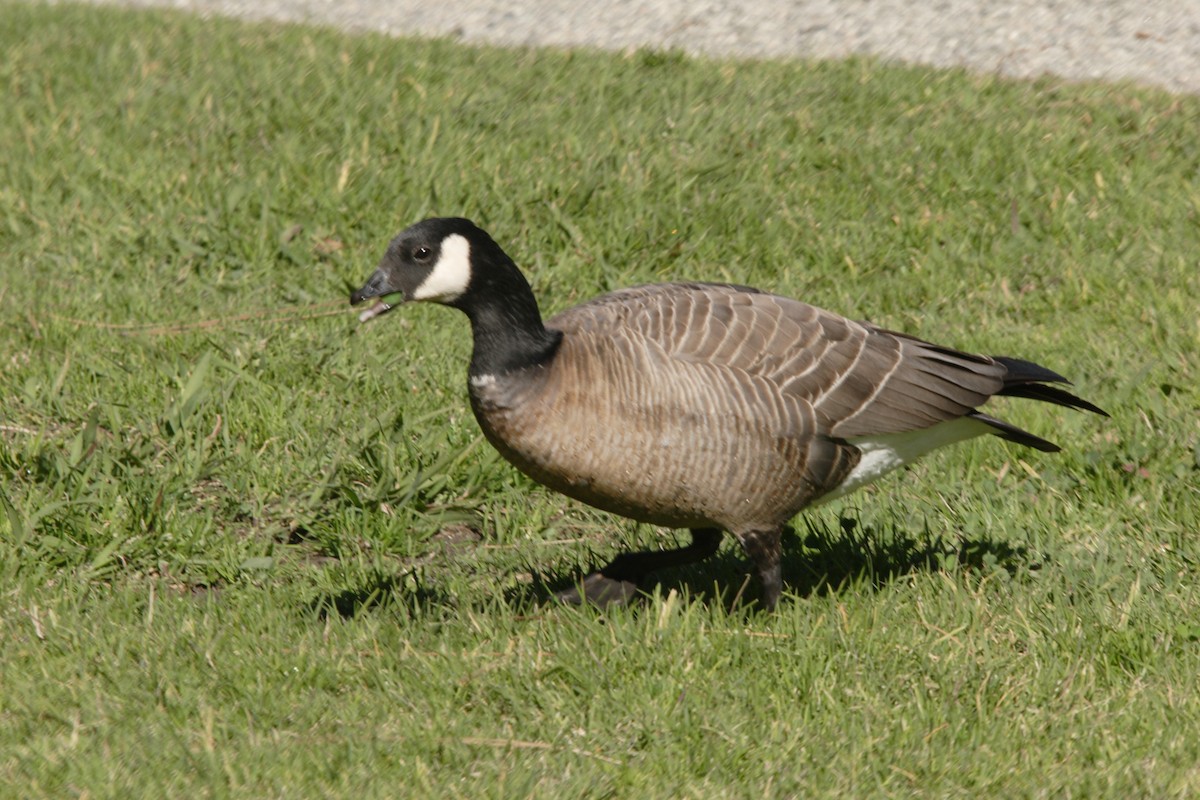 Cackling Goose (minima) - Mike V.A. Burrell