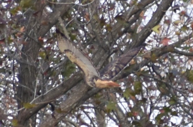 Red-tailed Hawk (abieticola) - ML506481451