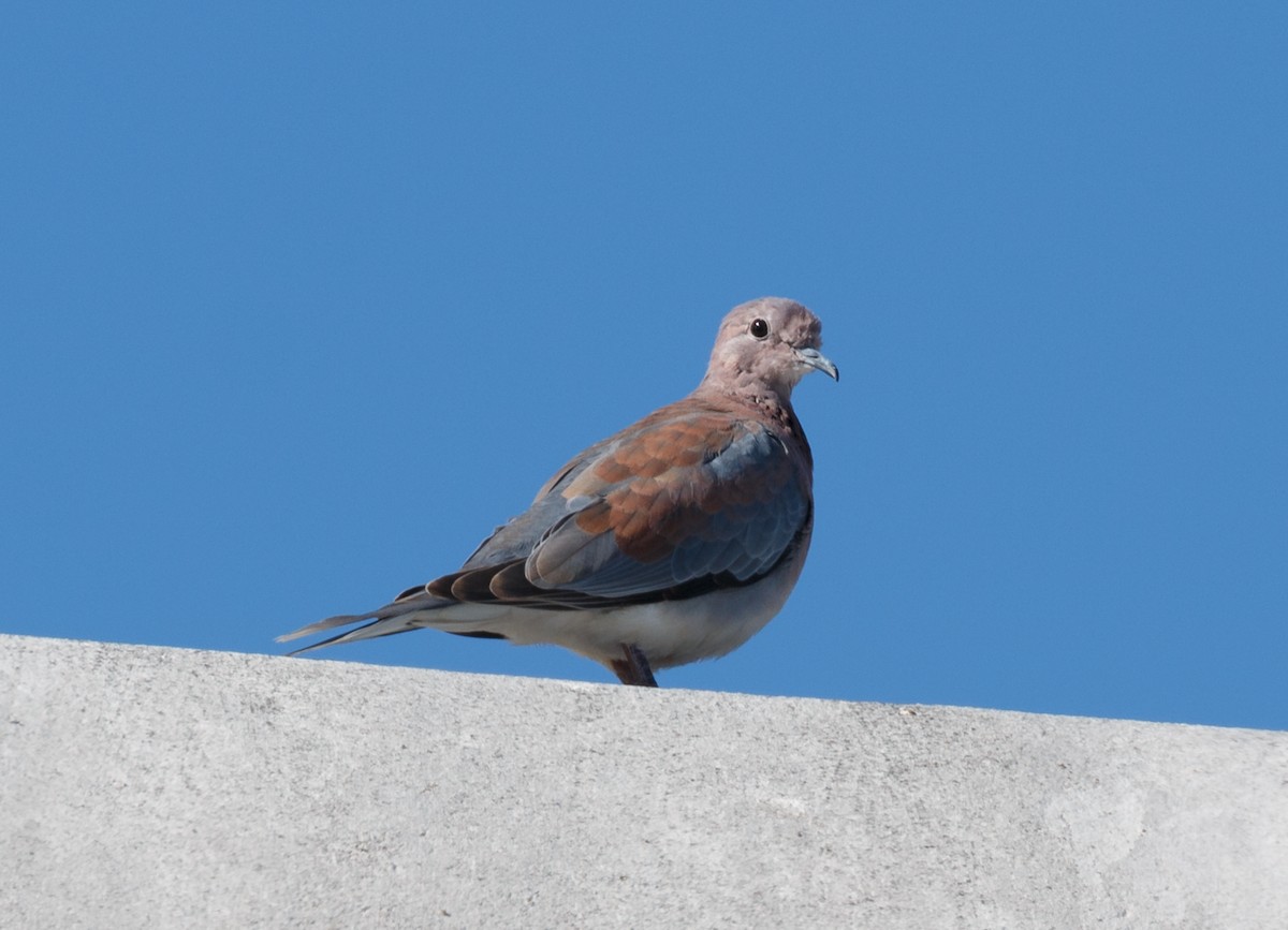 Laughing Dove - ML50648541