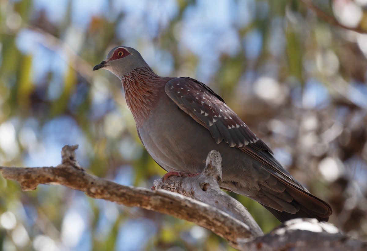 Speckled Pigeon - ML50648621