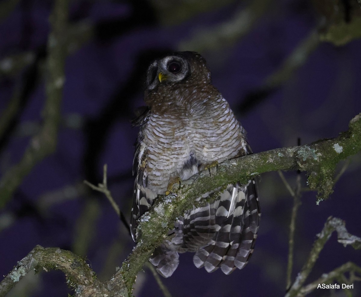 African Wood-Owl - ML506488011