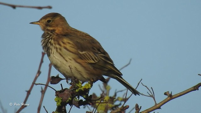 Meadow Pipit - ML506491381