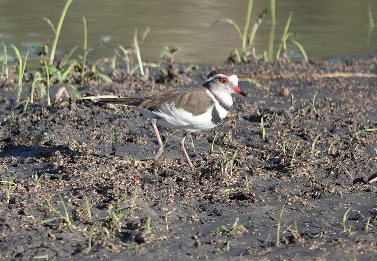 Three-banded Plover - ML506495641