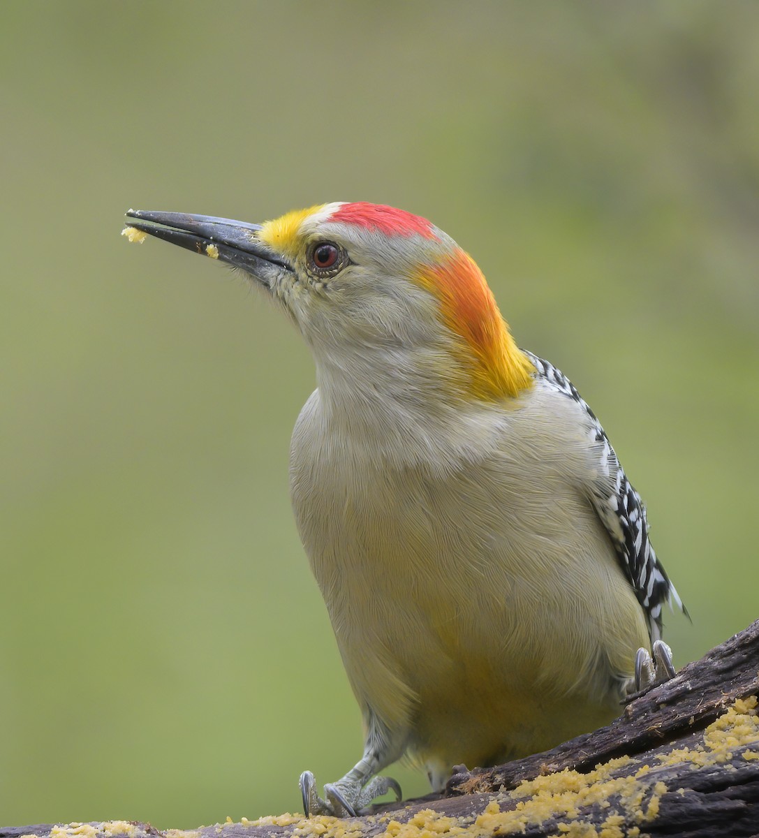 Golden-fronted Woodpecker (Northern) - ML506495941