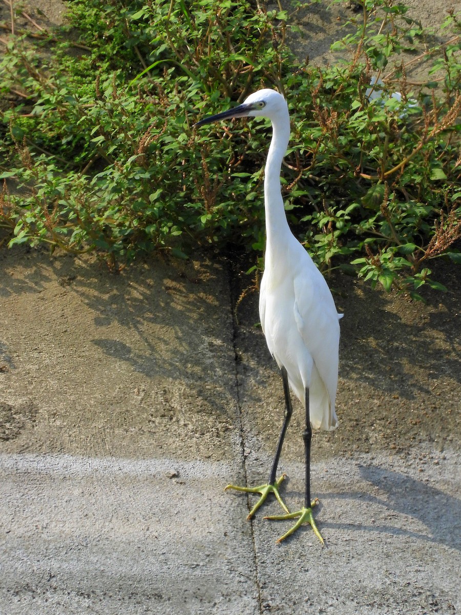 Little Egret - Purab Chowdhury