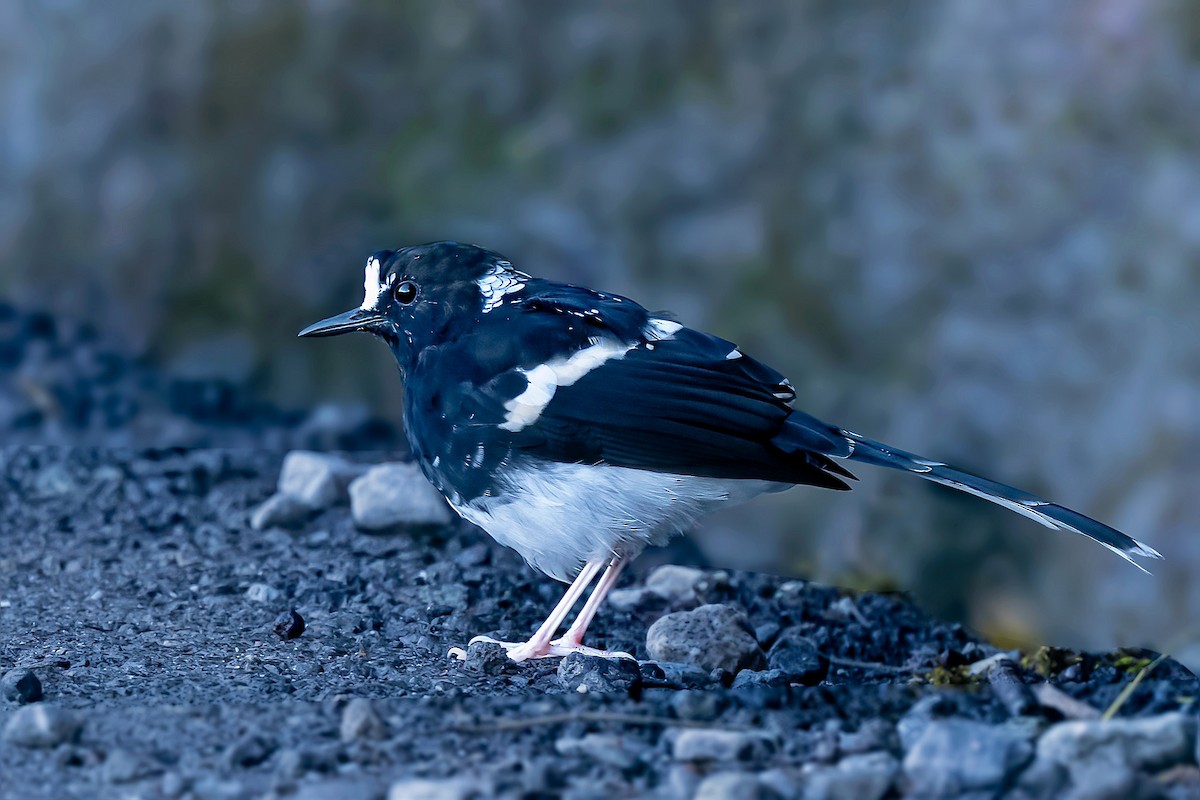 Spotted Forktail - ML506499601