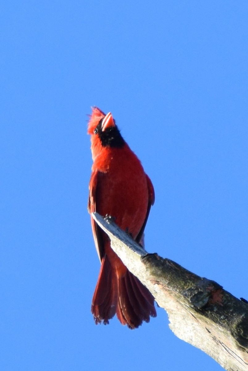 Northern Cardinal - irina shulgina
