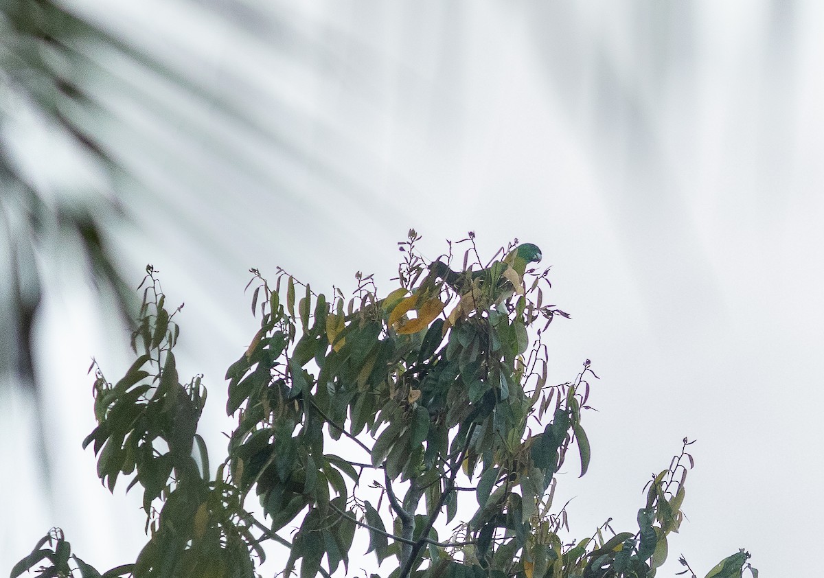 Yellow-breasted Racquet-tail - Simon Mitchell