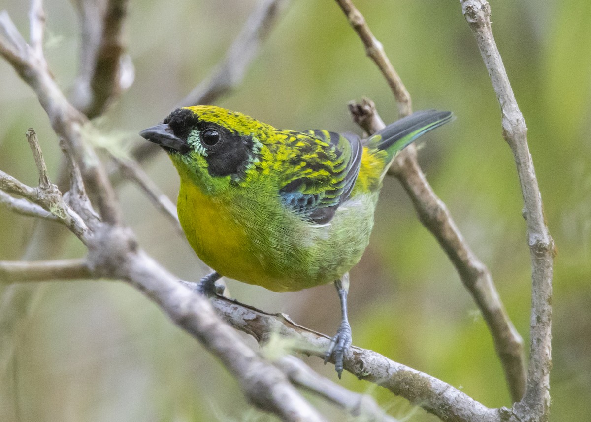 Green-and-gold Tanager - ML506506981