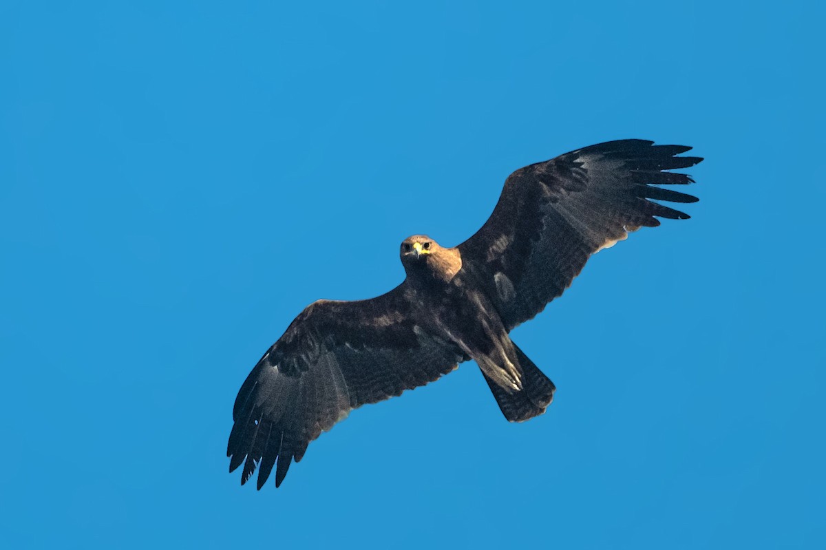 Indian Spotted Eagle - ML506507161