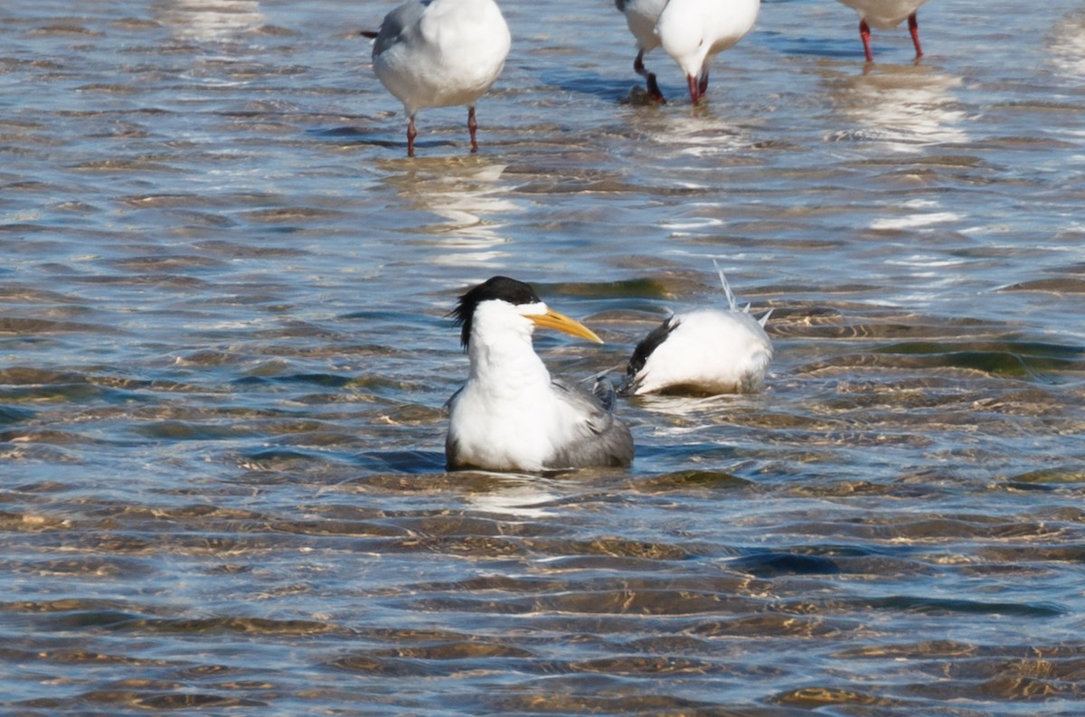Great Crested Tern - Simon Best