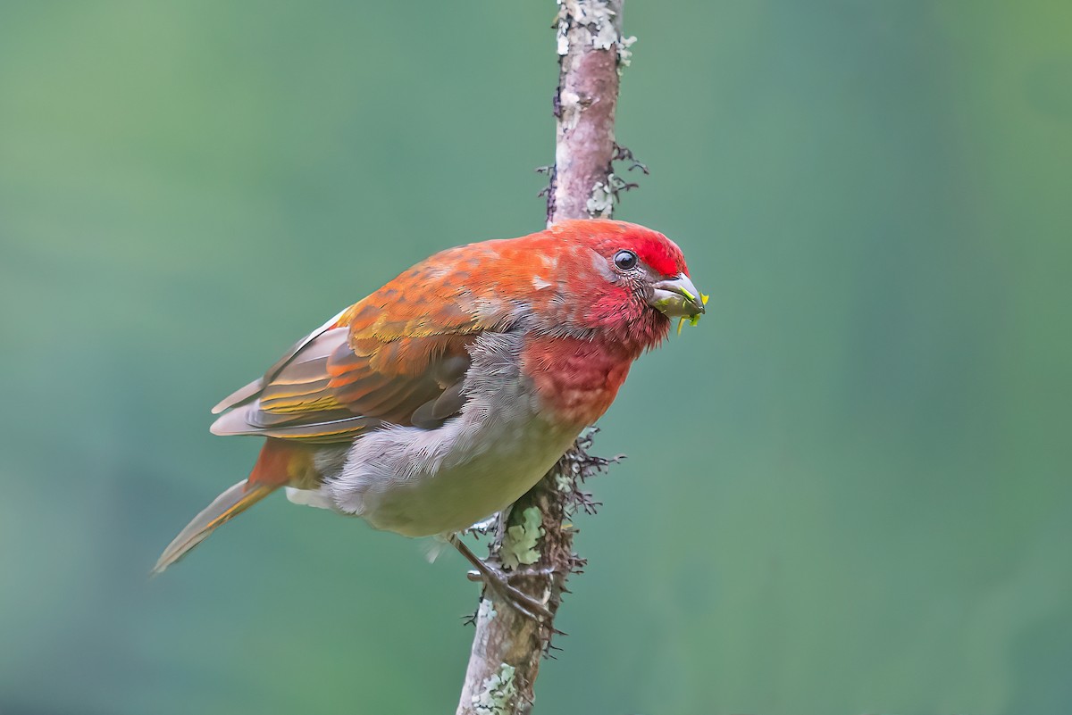 Crimson-browed Finch - Rajkumar Das