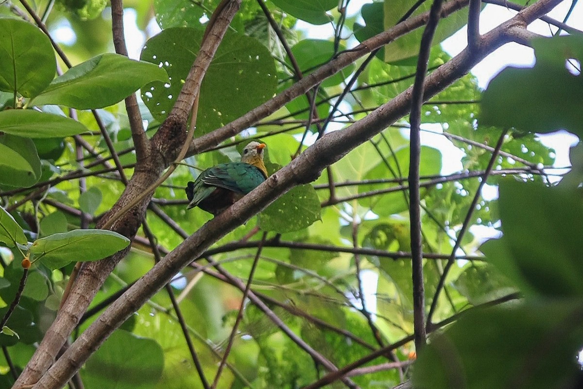 holub mangolský - ML506516511