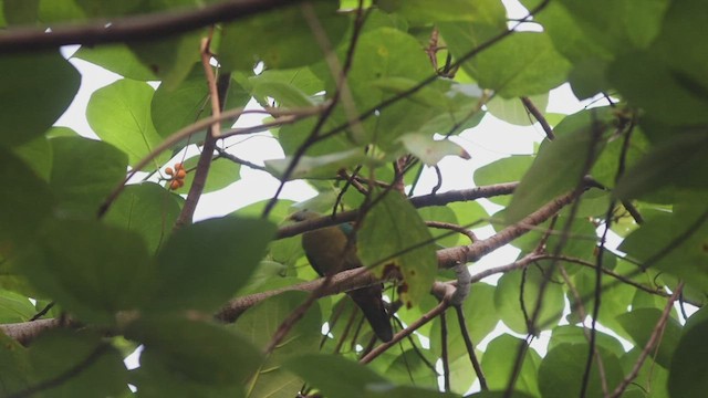 holub mangolský - ML506517151