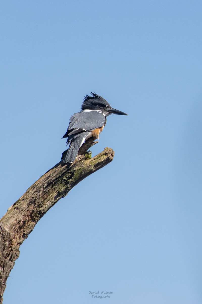 Belted Kingfisher - ML506524591