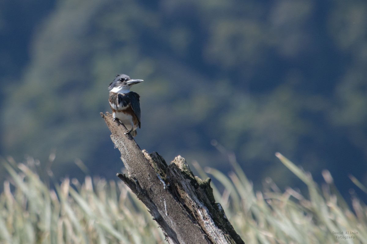 Belted Kingfisher - ML506524651