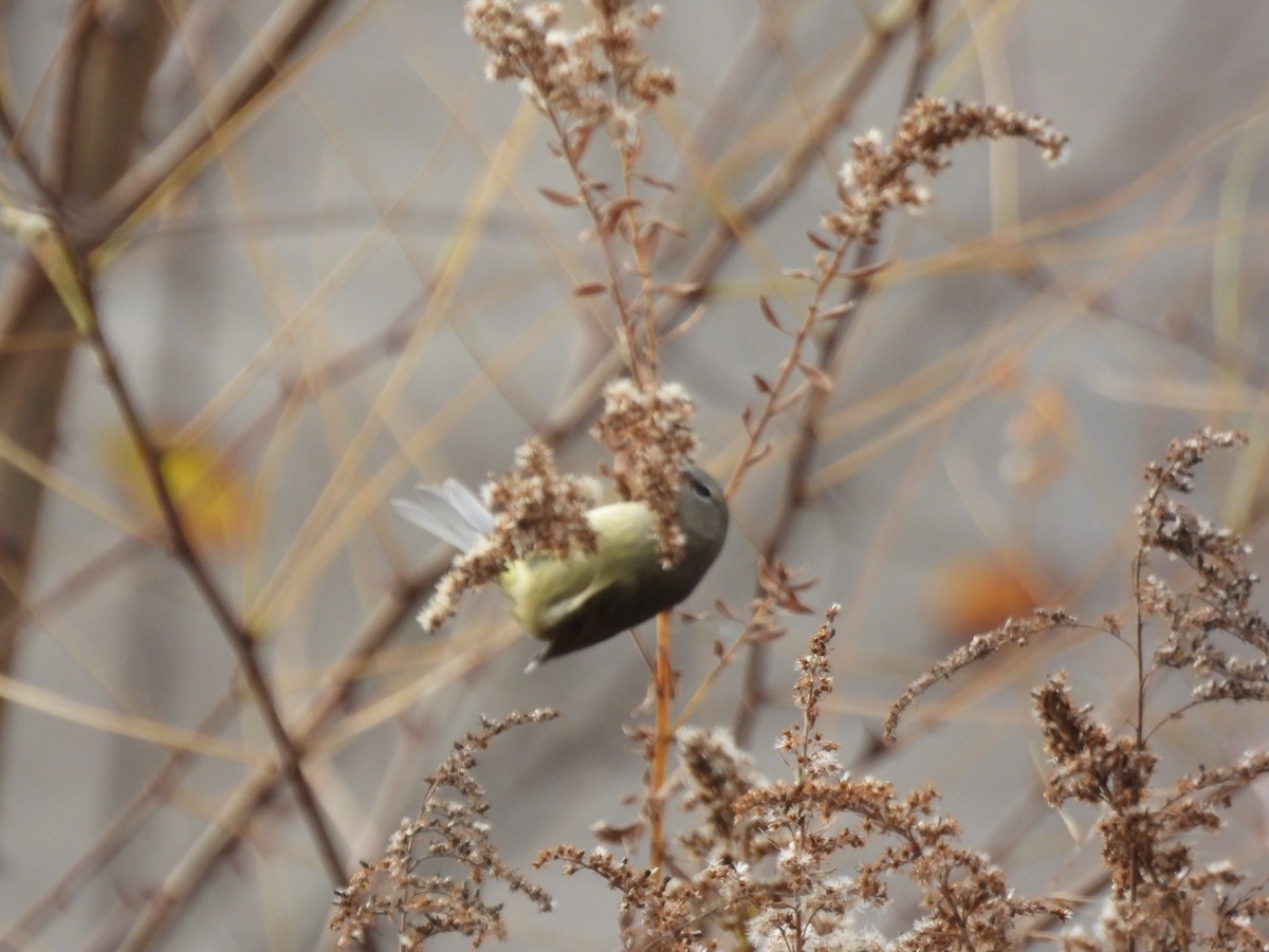 Orange-crowned Warbler - Cary Hillegonds