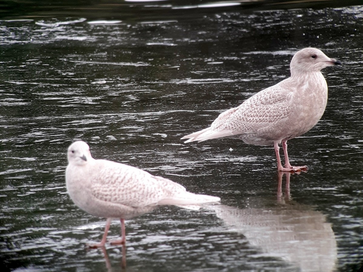 eBird Checklist 23 Nov 2022 Rochester WTP (CLOSED ON WEEKENDS