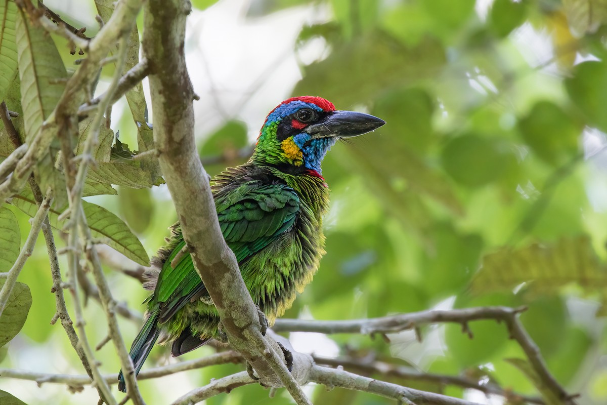 Red-crowned Barbet - Michael Henry