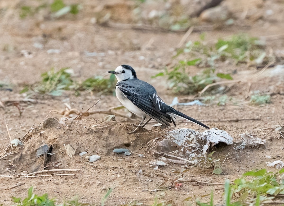 White Wagtail (White-faced) - ML506530271