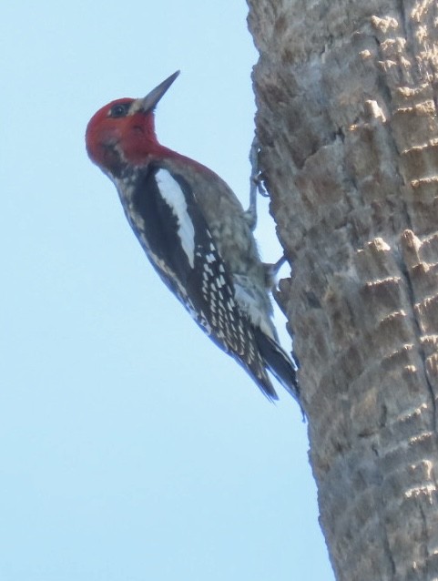 Red-breasted Sapsucker - ML506536981