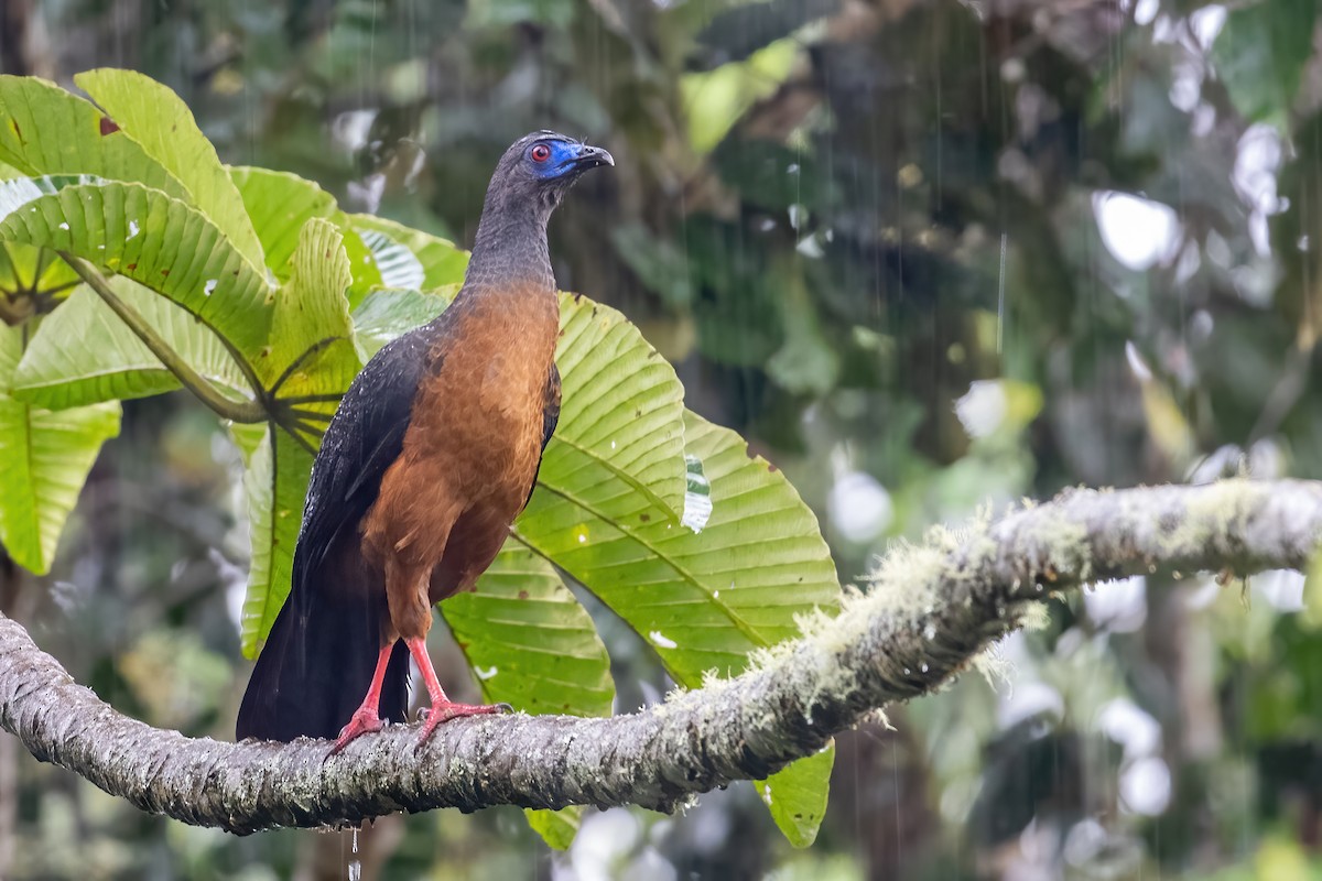 Sickle-winged Guan - ML506537421