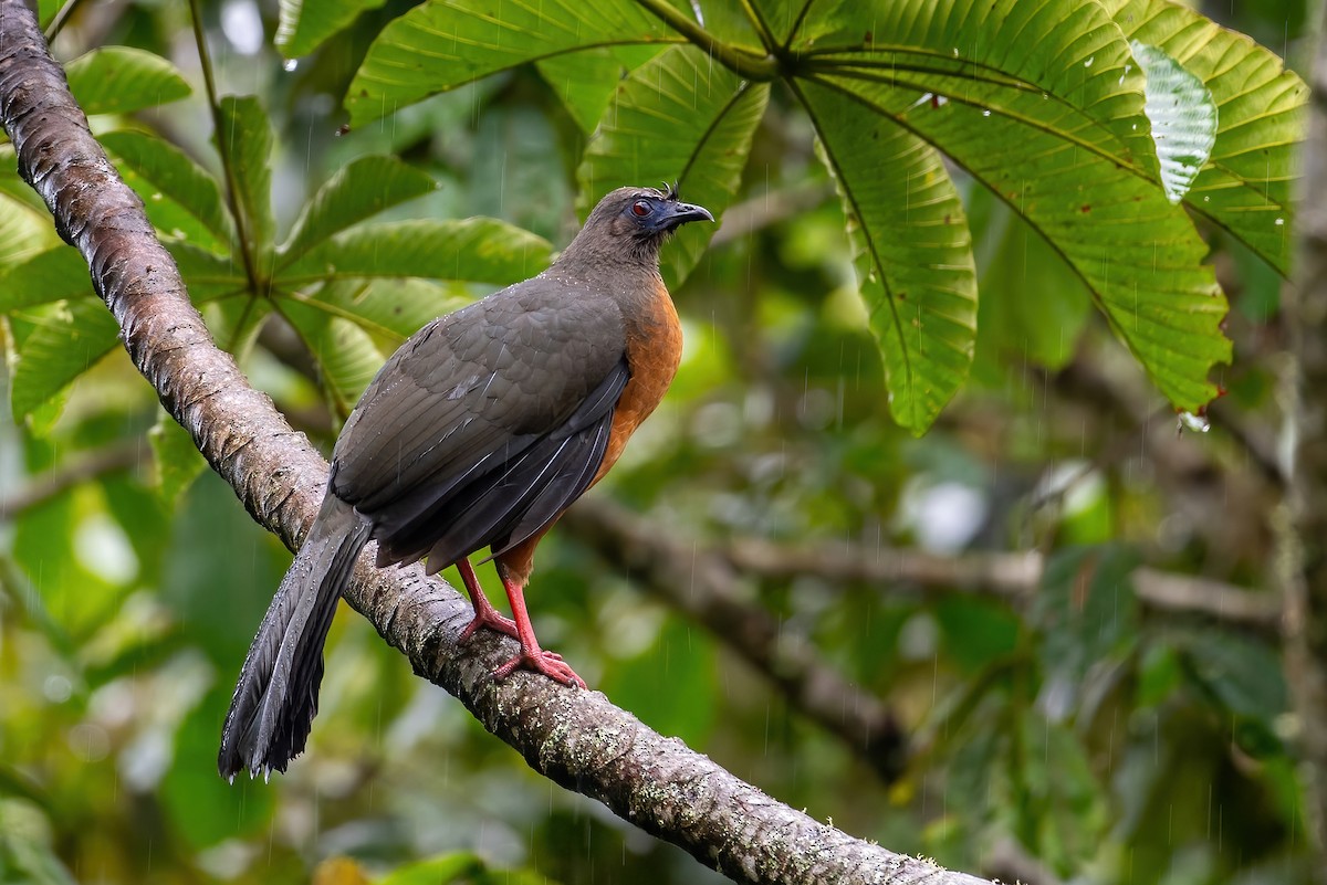 Sickle-winged Guan - ML506537431