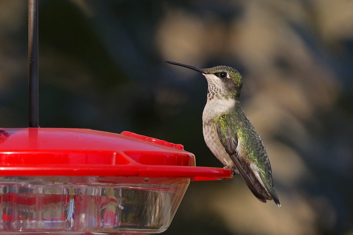 Ruby-throated Hummingbird - ML506538191