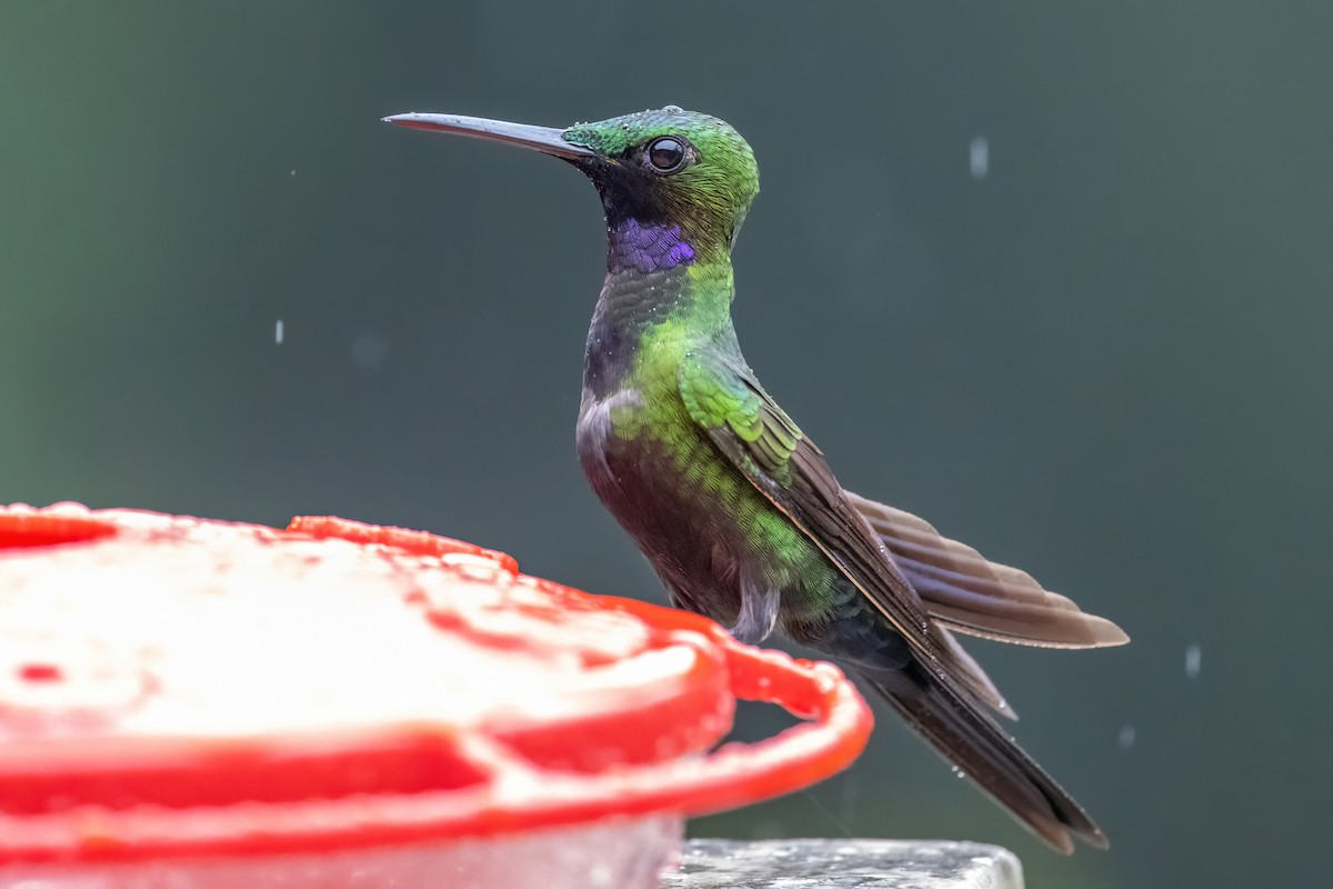 kolibřík zelenoprsý - ML506538341