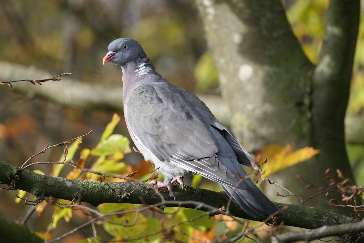 Common Wood-Pigeon - ML506539831