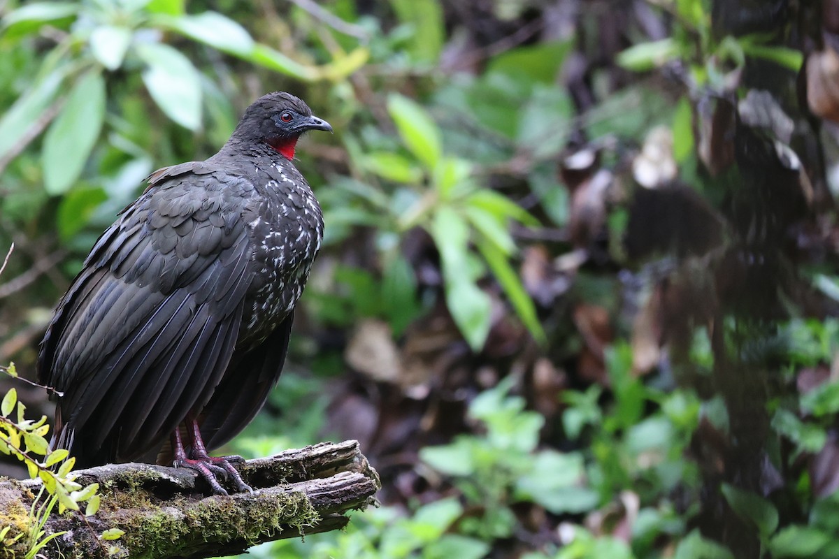 Crested Guan - ML506545321